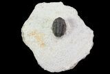 Bargain, Gerastos Trilobite Fossil - Morocco #69108-3
